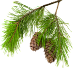 Tree service, tree trimming, tree removal, stump removal, tree pruning, wild fire mitigation, tree preservation