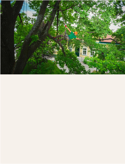 st george  tree pruning,