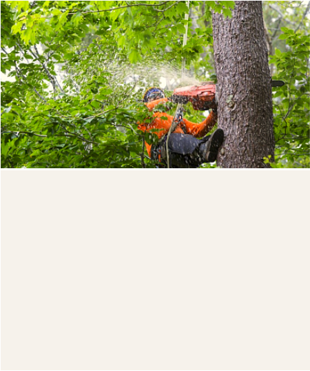 St George Tree service